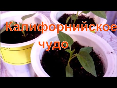 Сорт сладкого перца Калифорнийское чудо/Характеристики сорта