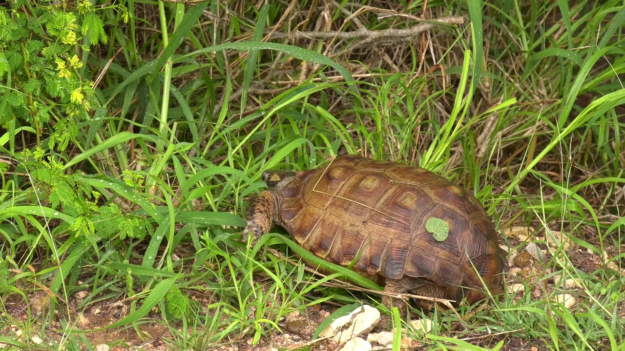 Species & Nature Virtual Hikes | Laguna Atascosa & Sabal Palm