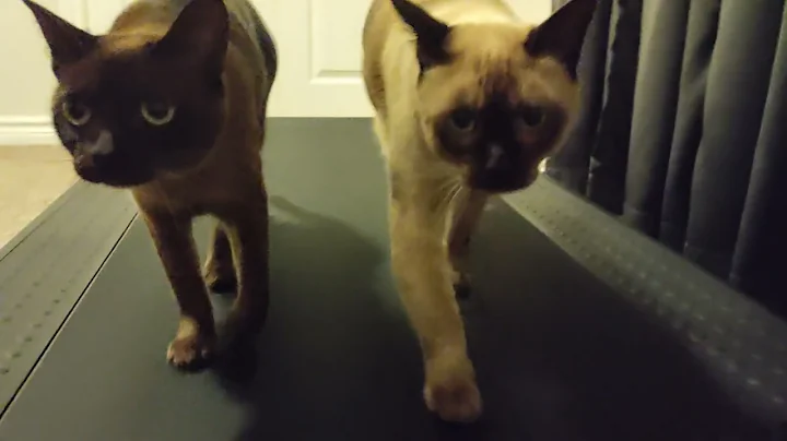 Video 10248911: siamese burmese cat, tonkinese cat, female siamese cat, male siamese cat, cat walk