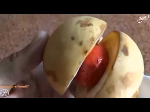 جوزة الطيب