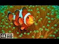 The Best 4K Aquarium - Explore the Stunning World of Sea Jellyfish &amp; Beautiful Coral Reef Fish #2