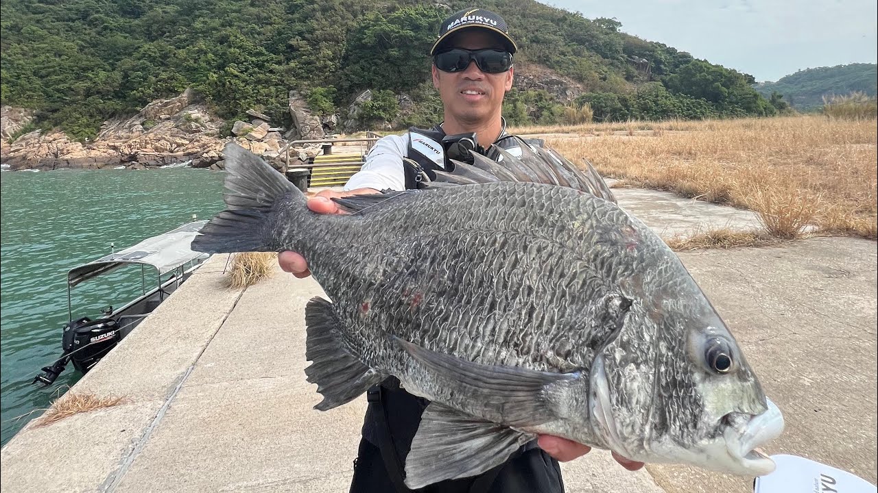 紀州釣24/11/2025大鴉洲碼頭52cm大牛屎、黑沙黃腳絲立，SHIMANO FIREBLOOD SCHEMER 1.1-530使用@MARUKYU糠蝦公主MSP添加粒SET100醃製蝦仁常温練餌