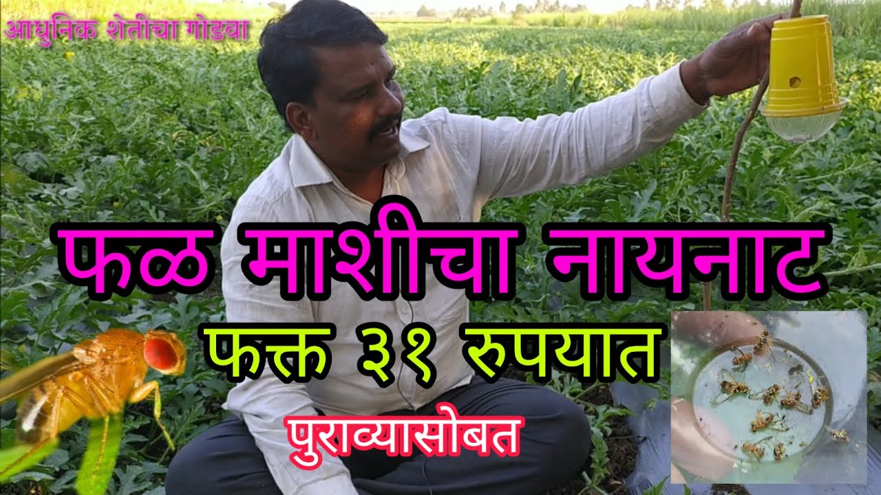 फळ माशी (लाल माशी)नायनाट ३० रुपयात