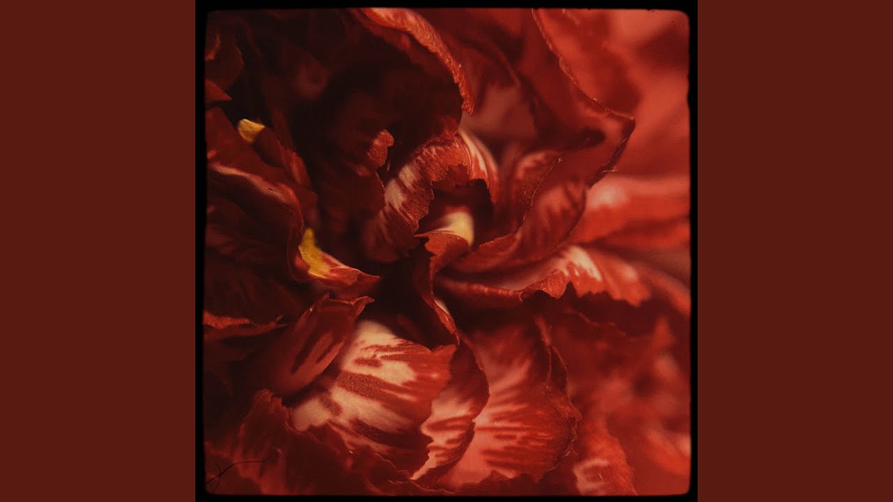 Carnation adlı videoyu YouTube'da izle Carnation adlı videoyu YouTube'da izle