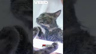 #cats#meow#catsofinstagram#cuteanimals#catvideos#catlover#felinefriends#kittenlove#funnycats