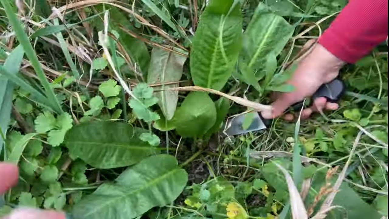 Yemeklik sekiz çeşit ot topladım☘️bahar gelmiş hoşgelmiş papatyalar,çiçekler  açmış☘️🍀🌸