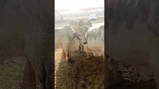 maweshi mandi north karachi 4k chorangi 2026 karachi | #maweshimandi #cow #karachicowmandi #bull