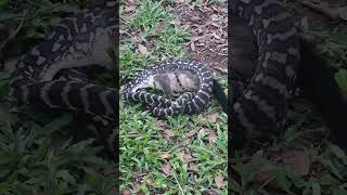 Carpet Python eating a possum