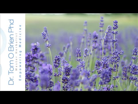 Lavender health benefits