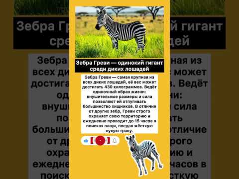 🦓 Зебра Греви — одинокий гигант среди диких лошадей #хочуфакты #интересное #факты