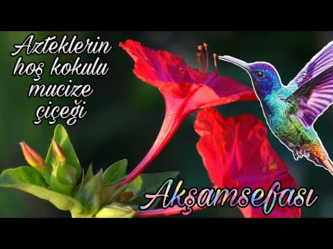 Video: Büyüyen Scrophularia Red Birds - Bir Ağaçtaki Kırmızı Kuşların Bakımı Nasıl Yapılır