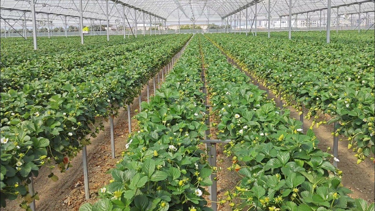 Turkiyede gördüğüm en kaliteli topraksız çilek 🍓 serası
