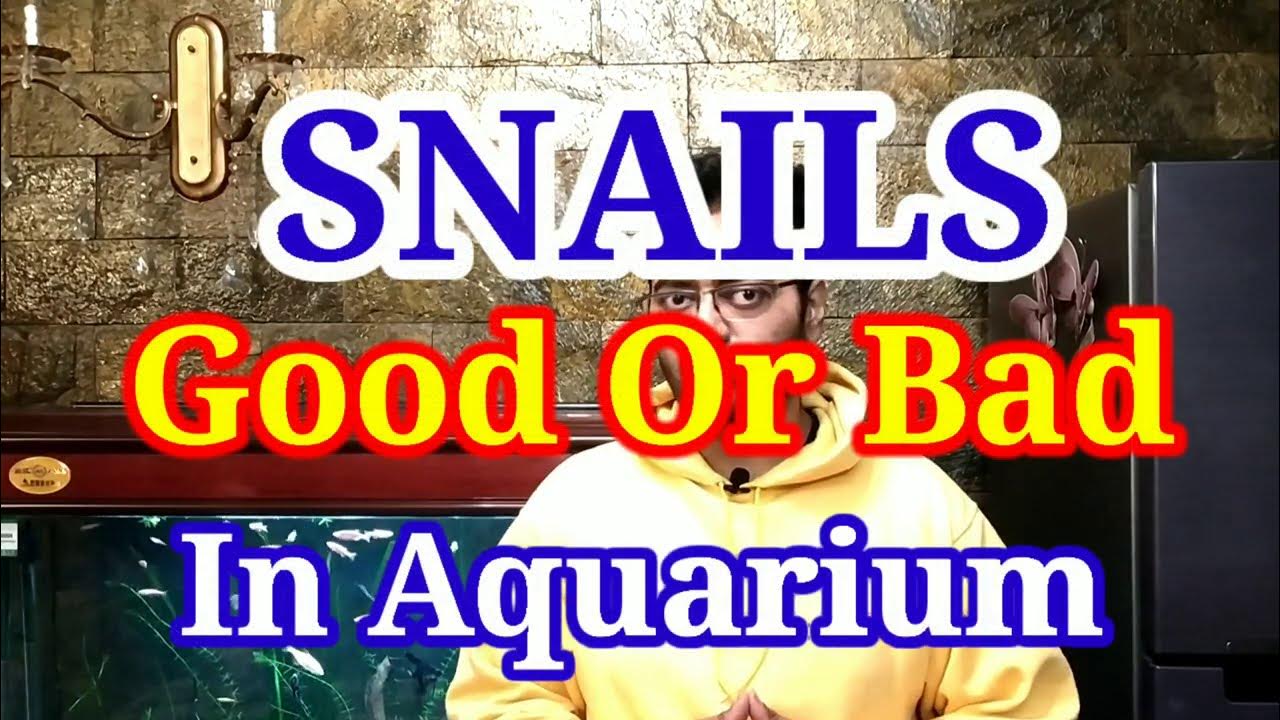 Snails In Aquarium Good Or Bad ? / Variety Of Snails & Advantage