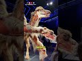 Sabias como es un Camello por dentro? 🐫🐫  #leon #leonto #bodyworlds #viajes #vlogs