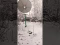 Думали, что весна пришла, оказалось - ещё зима не ушла❄💨