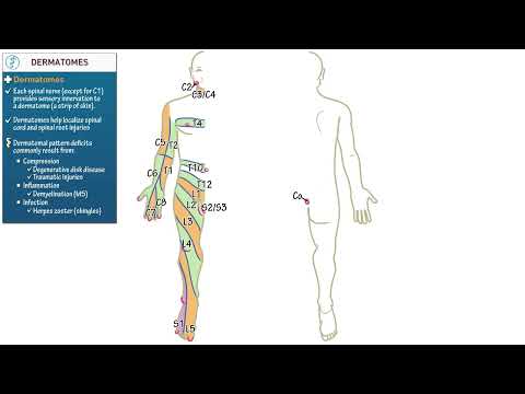 Description Dermatome Zona
