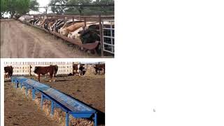 Stocker and Feeder Cattle  Terminology and Making Money