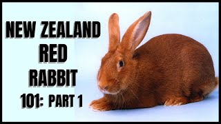 New Zealand Red Rabbit 101: Part 1