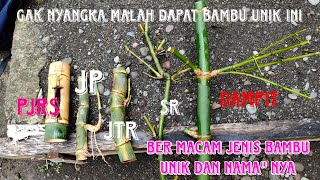 MBOLANG HUJAN HUJAN DAPAT BAMBU UNIK DAMPIT, PETUK JALU RAJUT SUKMO, JALU PUNCAK DLL