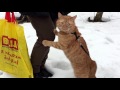 Кот впервые увидел снег The cat saw snow for the first time