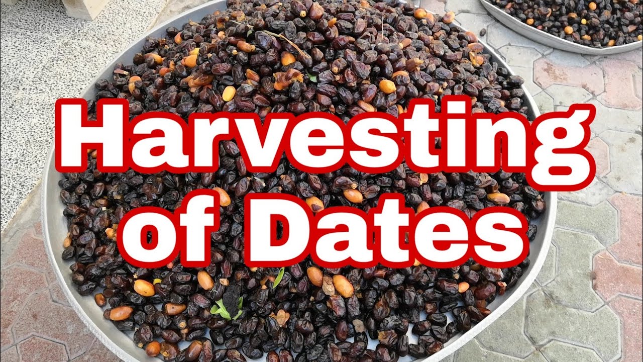 HOW TO HARVEST DRIED DATES || MANUAL HARVESTING OF DATES - YouTube