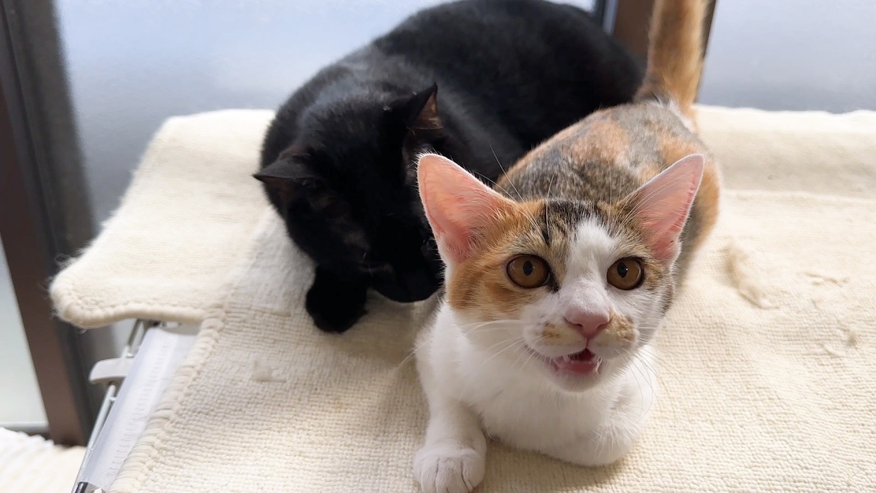 「次はこっち!」といろんな先輩猫に甘える子猫が可愛すぎます