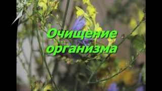 Очищение организма. Антипаразитарное очищение. Тест на определение наличия паразитов. Очищение организма. Антипаразитарное очищение. Тест на определение наличия паразитов.