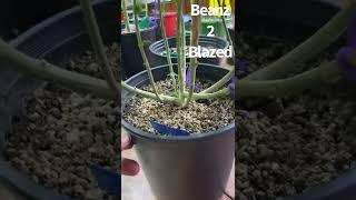 Big plants!!! My personal garden!!!