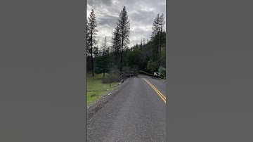 Large White Oak tree is cut down