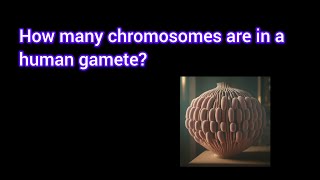 How Many Chromosomes Are In A Human Gamete?