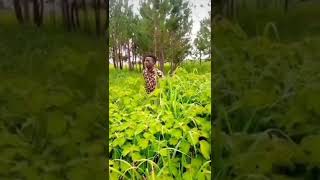 Fully Mechi Shudio Chatu Mkubwa Mk Comedy Enjoy Nasi