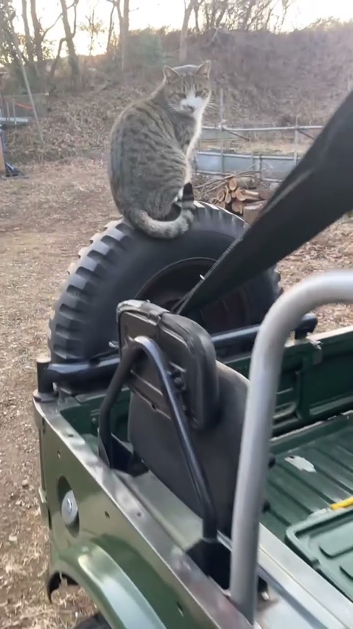 C magnifique vidéo chat
