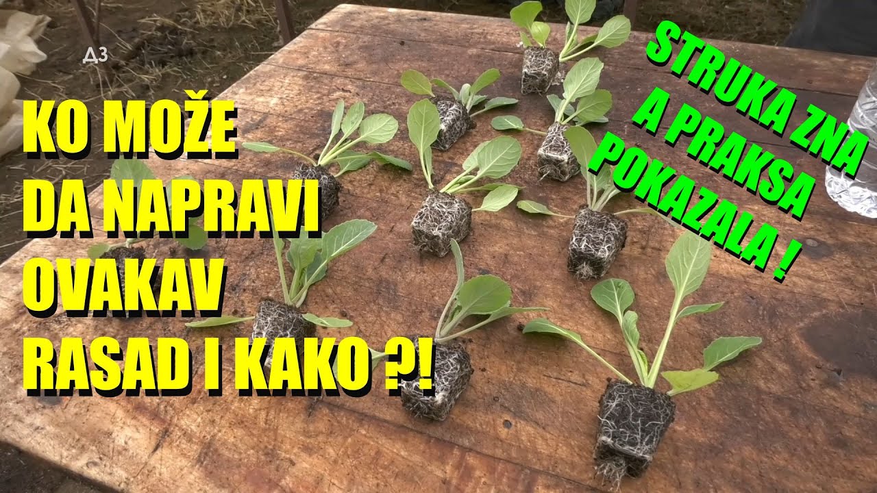 Proizvodnja RASADA - ovo je VAŽNO - ne samo ZAŠTITA i razvoj KORENA nego TEMEPRATURA - evo šta su...