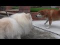 激おこ!!温厚な柴犬だってたまにはキレます