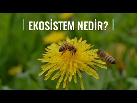 Doğa Eğitimi: Ekosistem Nedir?