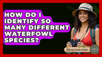 How Do I Identify So Many Different Waterfowl Species? - Bird Watching Diaries