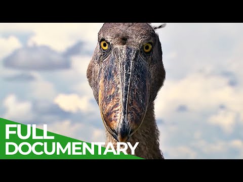 Wildlife Moments - The World's Weirdest Animals