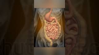 X-RAY of Gastrointestinal track