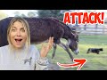 This Is What It Looks Like When a Donkey Attacks! | First donkey attack!
