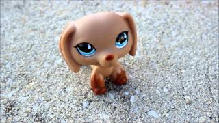 Meet my new LPS Opal the Caramel Brown Dachshund - lpsfunblog com
