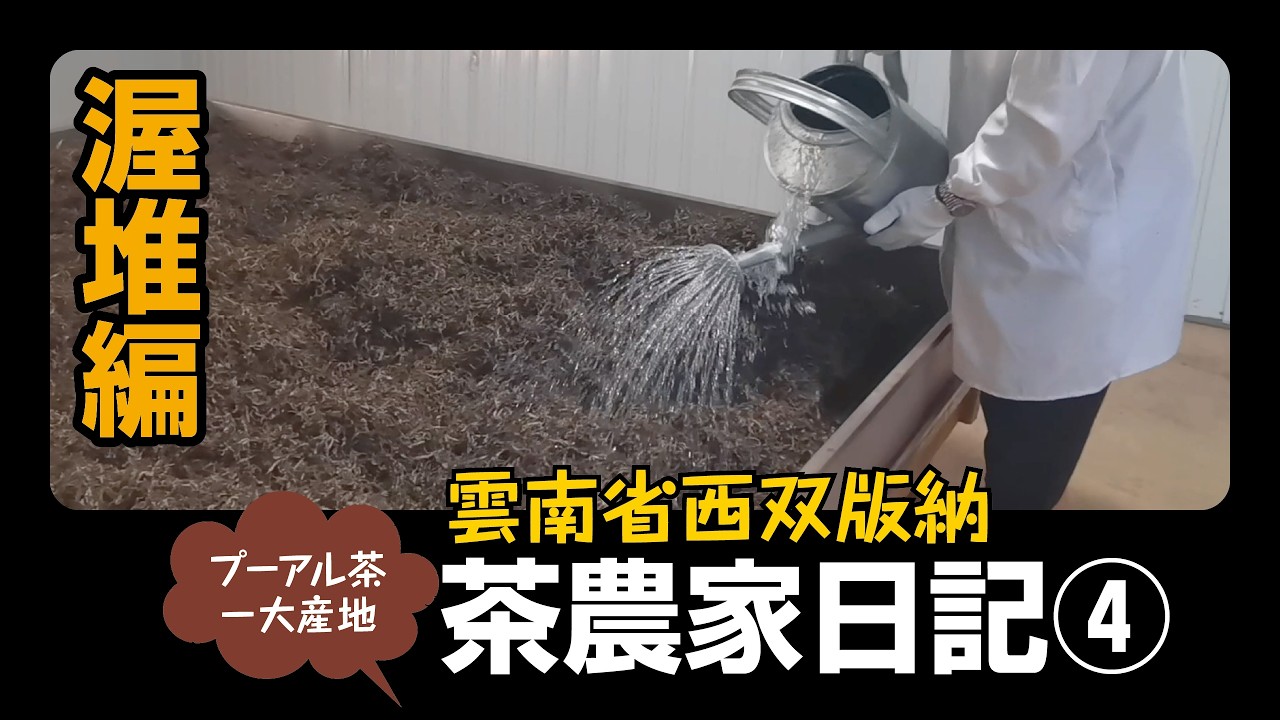 雲南省・プーアル茶農家日記5 熟茶の渥堆 - YouTube