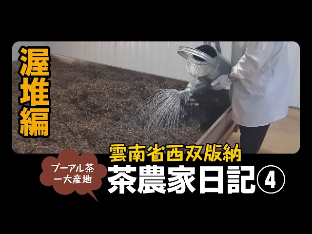 雲南省・プーアル茶農家日記5 熟茶の渥堆 - YouTube