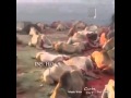 ضبحة القعدان ياخي شي عادي ضبحة القعدان ياخي شي عادي