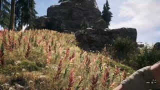 Kurik Vs. Little Jacob Seed