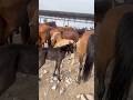 Fighting Foal in Action😡👿
