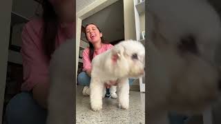 En mi opinion lulu necesita muchas abrazos de mi parte 😂 / Tik Tok