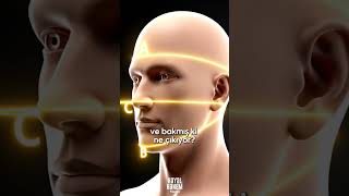 İnsandaki Altın Oran Mucizesi @hayalhanem