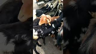 opp: coffee bar, Apsara circle, Tirupati ROAD, Kadapa #meat lover
