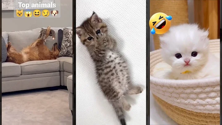 Video 11764231: funny cat talking, cat vs dog funny, cat eyes funny