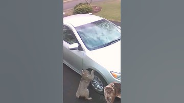 bobcat trying to get squirrel